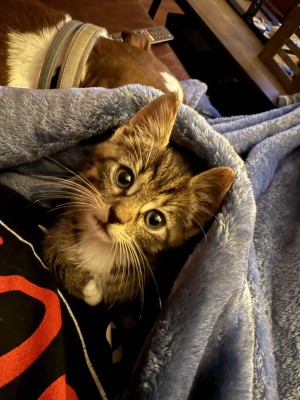 Photo of Ollie