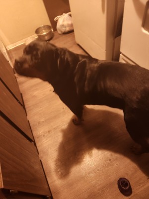 Photo of Daisy