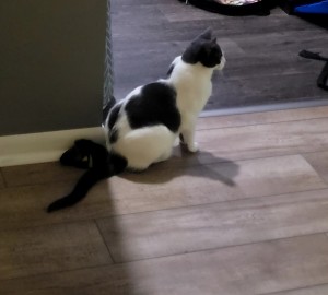 Photo of Oreo
