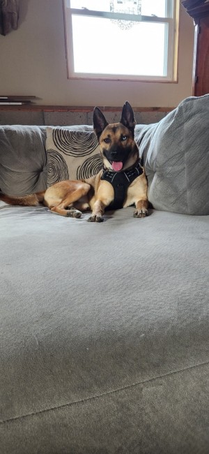Photo of Gunner