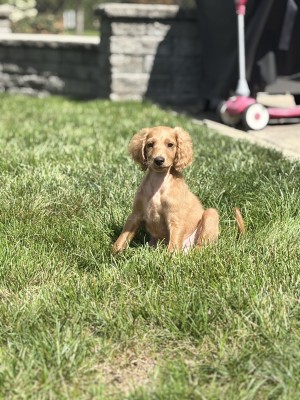 Photo of Lucky