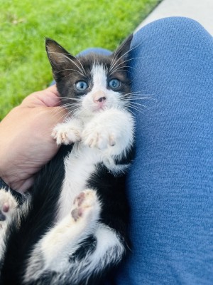 Photo of Toby