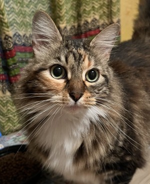 Photo of Fatty