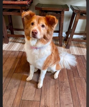 Photo of Willow