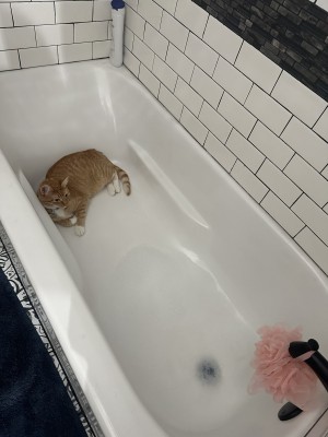Photo of Tiny Kitty/Jesus