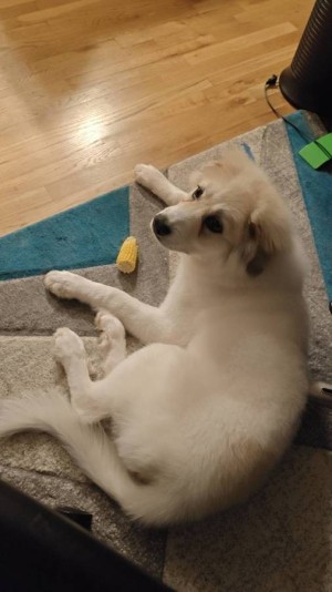 Photo of Puffy