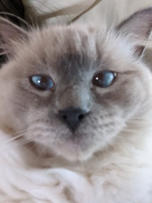 Photo of Neptune