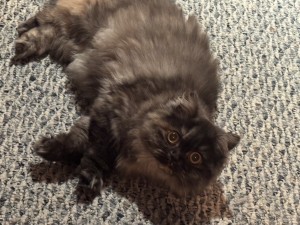 Photo of Coco
