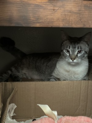Photo of Mika
