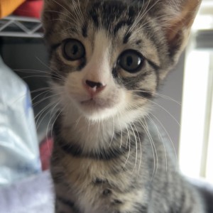 Photo of Leo