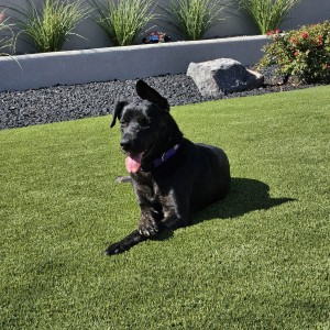 Photo of Sweetie Pie