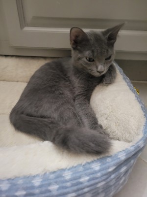 Photo of Loki