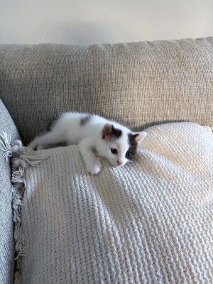 Photo of Tofu