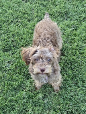 Photo of Pebbles