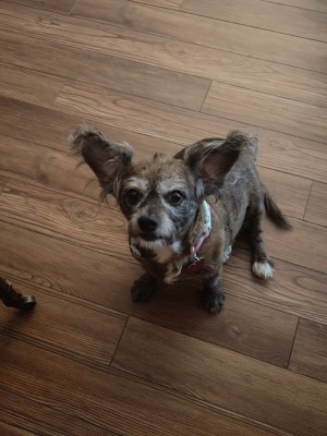 Photo of Mocha