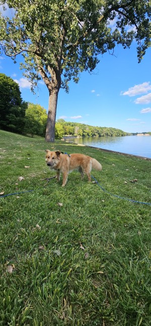 Photo of Otis