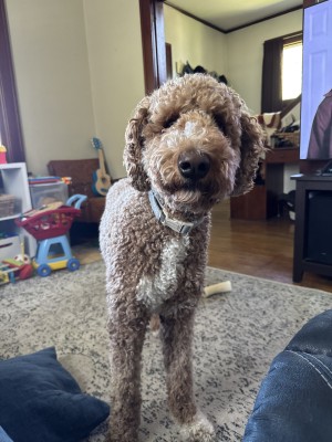 Photo of Comet