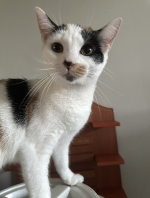 Photo of Kiwi