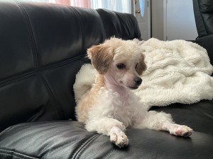 Photo of Charlie
