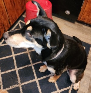 Photo of Luna