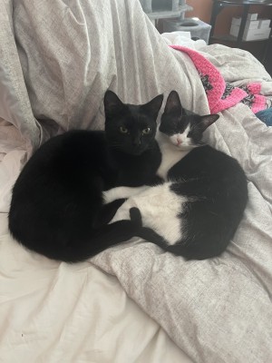 Photo of Shadow & Charity