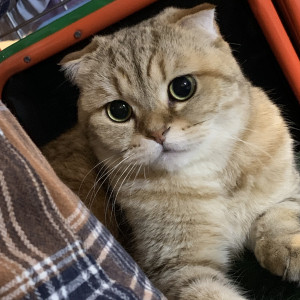 Photo of Tiger