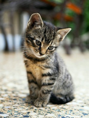 Photo of Kitten