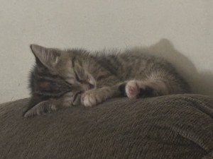 Photo of Munchkin