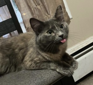 Photo of Loki