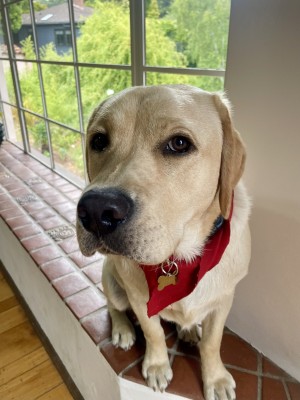 Photo of Pickles