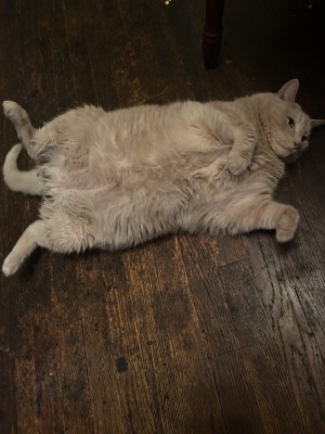 Photo of Turbo