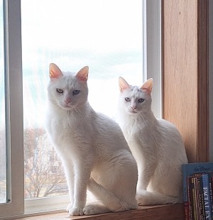 Photo of Alfredo And Mashmellow