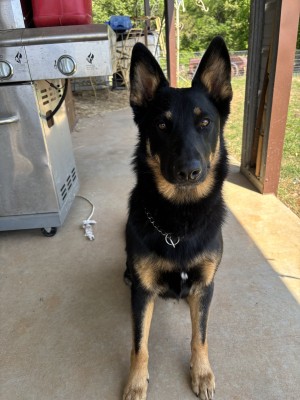 Photo of Willow
