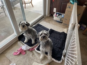 Photo of Daisy