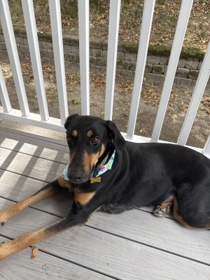 Photo of Olive
