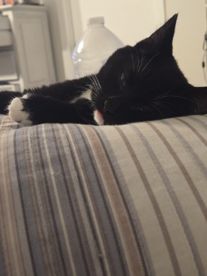 Photo of Luna
