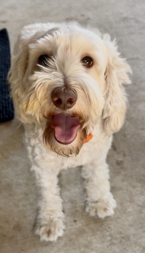 Photo of Kirby