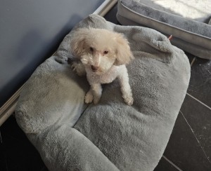 Photo of Coco