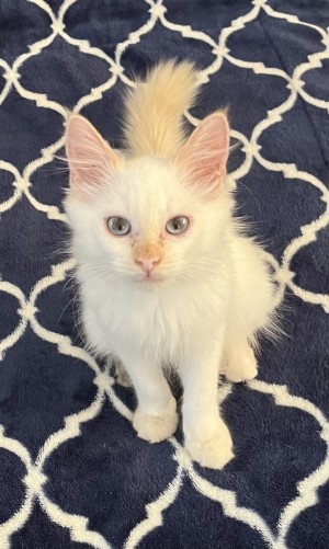 Photo of Titus