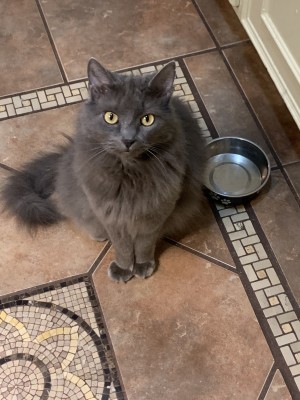 Photo of Peludo