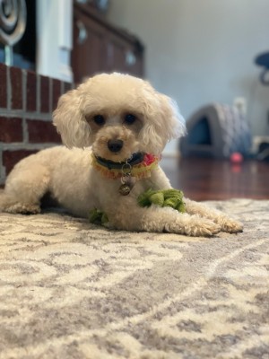 Photo of Nova