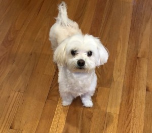 Photo of Lilly