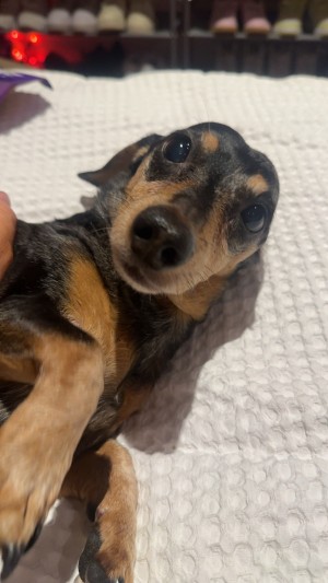 Photo of Coco