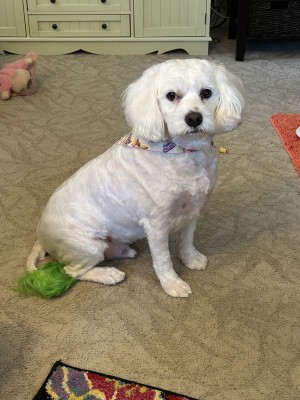 Photo of Baxter