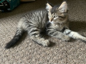 Photo of Fluffy