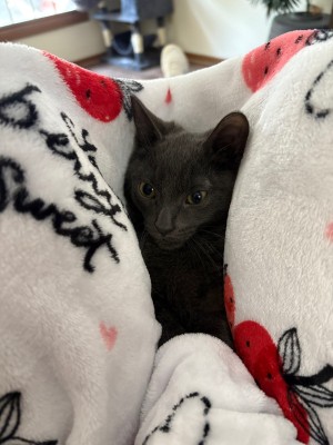 Photo of Odin