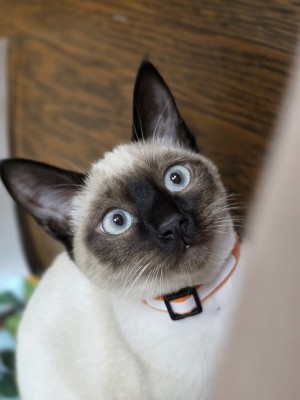 Photo of Mia