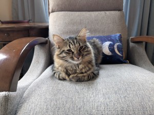 Photo of Onion