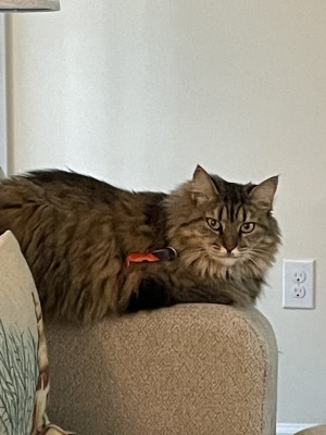 Photo of Nyla