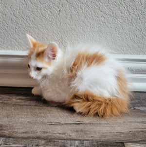 Photo of Mochi